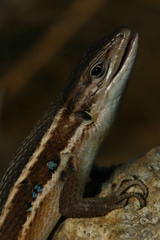 Psammodromus algirus