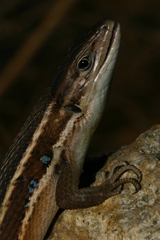 Psammodromus algirus