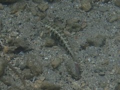 Parapercis australis