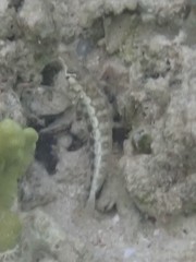 Parapercis australis