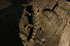 Tarentola mauritanica