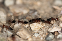 Crematogaster schmidti