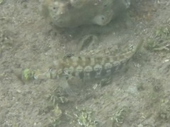 Parapercis australis