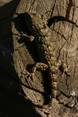 Tarentola mauritanica