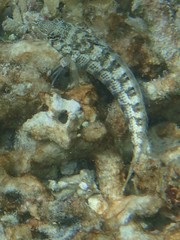 Parapercis australis