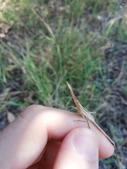 Acrida ungarica