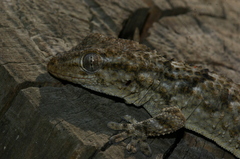 Tarentola mauritanica