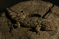 Tarentola mauritanica