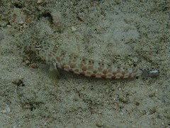 Parapercis millepunctata