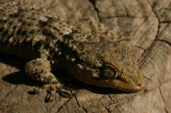 Tarentola mauritanica