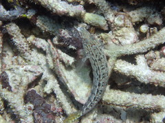 Parapercis xanthozona