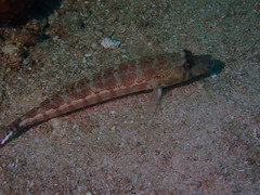 Parapercis xanthozona