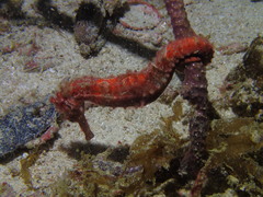 Hippocampus kuda