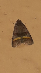 Lepidoptera