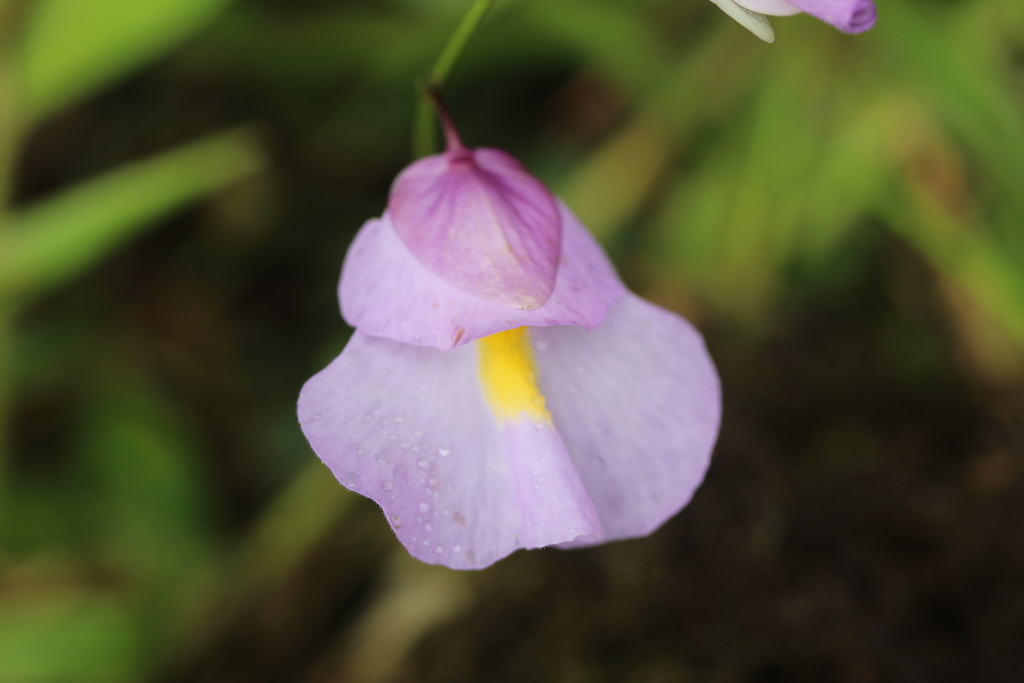 Utricularia endresii