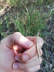 Acrida ungarica