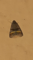 Lepidoptera