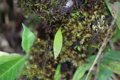 Utricularia endresii