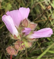 Sidalcea calycosa rhizomata