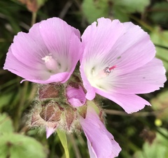 Sidalcea calycosa rhizomata