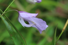 Utricularia endresii