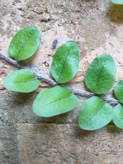 Microgramma vacciniifolia