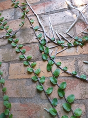 Microgramma vacciniifolia