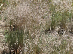 Corynephorus canescens