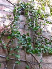 Microgramma vacciniifolia