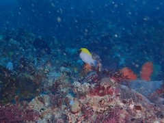 Chromis klunzingeri