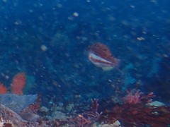 Pseudolabrus biserialis