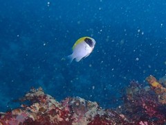 Chromis klunzingeri