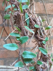 Microgramma vacciniifolia