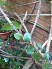 Microgramma vacciniifolia