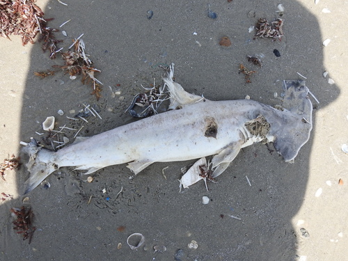 Scalloped Hammerhead photographed in Texas