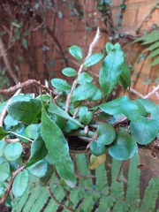 Microgramma vacciniifolia