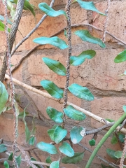 Microgramma vacciniifolia