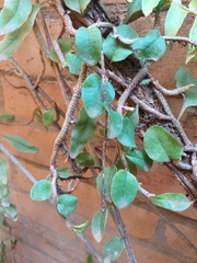 Microgramma vacciniifolia