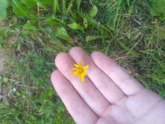 Scorzoneroides autumnalis