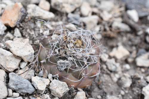 Kadenicarpus pseudomacrochele, photograph 3