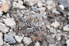 (c) P Gonzalez Zamora, some rights reserved (CC BY) Kadenicarpus pseudomacrochele, photograph (c) P Gonzalez Zamora, some rights reserved (CC BY)