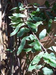 Microgramma vacciniifolia