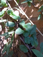 Microgramma vacciniifolia