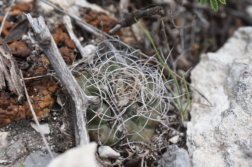 Kadenicarpus pseudomacrochele, photograph 2