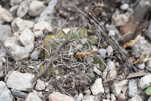 Kadenicarpus pseudomacrochele, photograph 1