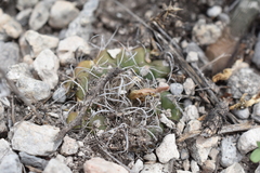 (c) P Gonzalez Zamora, some rights reserved (CC BY) Kadenicarpus pseudomacrochele, photograph (c) P Gonzalez Zamora, some rights reserved (CC BY)