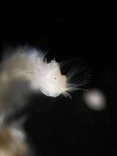 Representative image of Poecilochaetus serpens