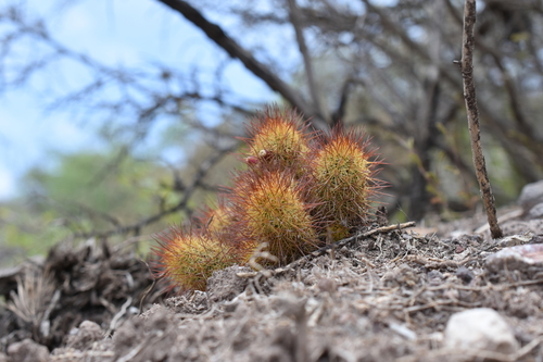 Image of Mammillaria elongata by (c) P Gonzalez Zamora, some rights reserved (CC BY)
