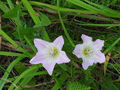 Convolvulus arvensis