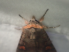 Adelphagrotis stellaris